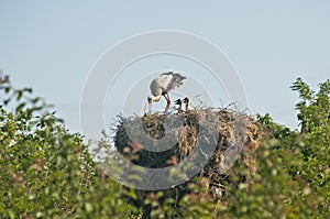 Stork on stork nest