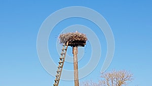 Stork in a Storknest