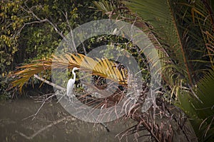 Stork in Sundarbans national park in Bangladesh