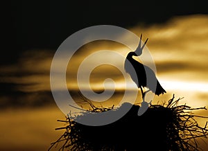 Stork in sunset