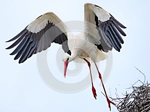 Stork taking off from the nest