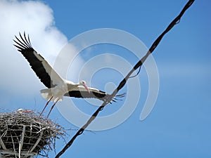 Stork taking off from the nest