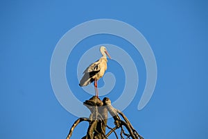 Stork on a tree