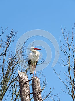 Stork on a tree stump at nature reserve Het Zwin, Knokke-Heist, Belgium