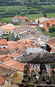 Stork in Trujillo Extremedura Spain