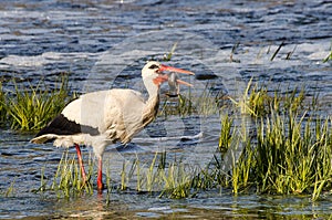 The stork in the Venta river eats lamprey photo
