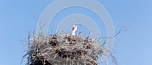 Stork waiting in its nest