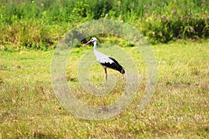 Stork is Walking on the grass
