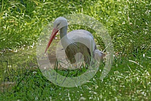Stork walking through the grass