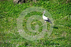 Stork walking on the green grass