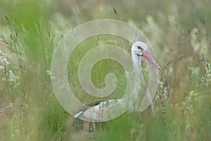 Stork walking in high grass