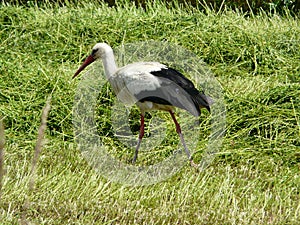 A STORK WALKING ON A LACE photo