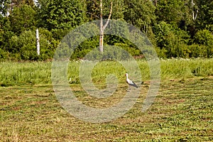A stork walks through a mowed field