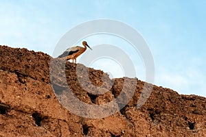 Stork on the wall of El Badi Palace. Marrakech Morocco