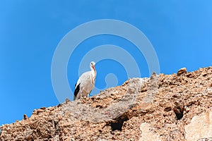 Stork on the wall of El Badi Palace. Marrakech Morocco
