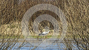 Stork on the water. The stork is hunting on the river. Background with copy space for text.