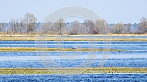 Stork on the water. The stork is hunting on the river. Background with copy space for text.