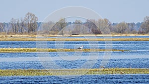 Stork on the water. The stork is hunting on the river. Background with copy space for text