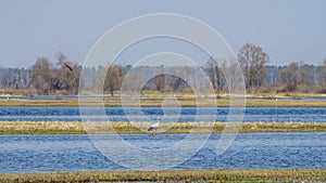 Stork on the water. The stork is hunting on the river. Background with copy space for text