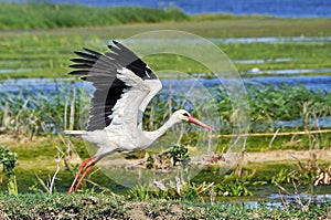 Stork