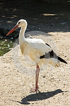 Stork wildlife bird zoo zoological