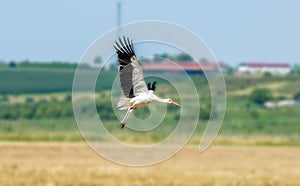 Stork landing on a field