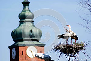 The storks