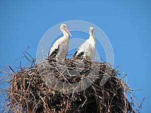 Storks