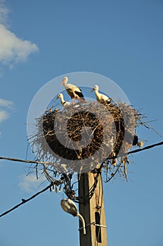 Storks