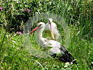 Storks