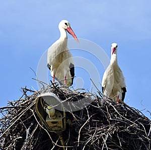 Storks