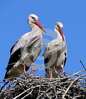 Storks