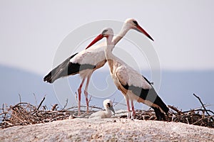 Storks above the rocks