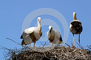 Storks in a aerie