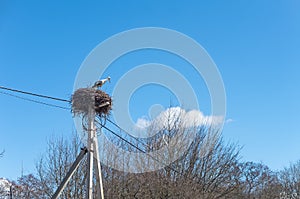 Storks arrived in the spring. A stork in the nest. Stork`s nest on a pole. High voltage pole and bird`s nest