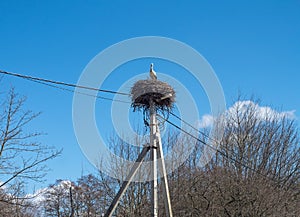Storks arrived in the spring. A stork in the nest. Stork`s nest on a pole. High voltage pole and bird`s nest