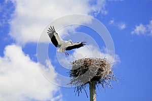 Storks photo