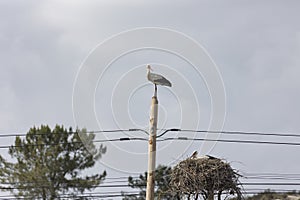 A storks - bird is perched on a pole next to a nest