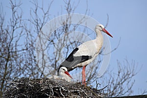 Storks bird's nest