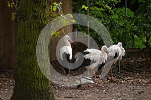 Storks. Black and white storks in the reserve.Group of birds storks and black and white duck in the park
