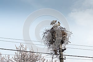 Storks build nest.