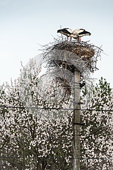 Storks build nest.