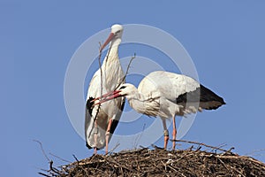 Storks building their nest