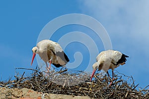 Storks building their nest on the roof of a house
