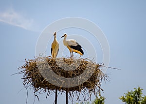 Storks Chatting in Rhodes, Greece