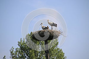 Storks with a chick in a nest on a pole in Capelle aan den IJssel in the Netherlands