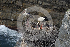 Storks with chicks