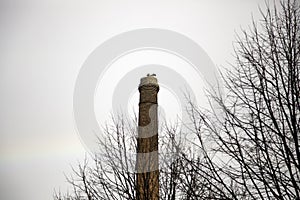 Storks in chimney