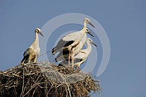Storks - Ciconia