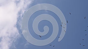 Storks circling in the sky after migration